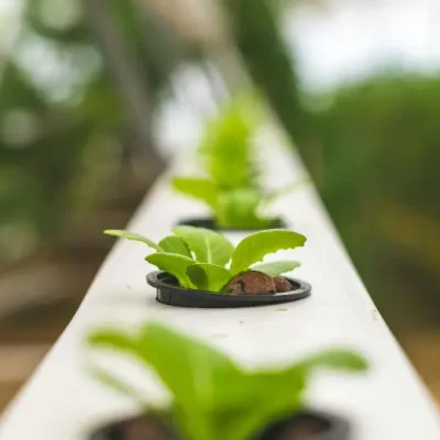 a row of plants growing in a white rail